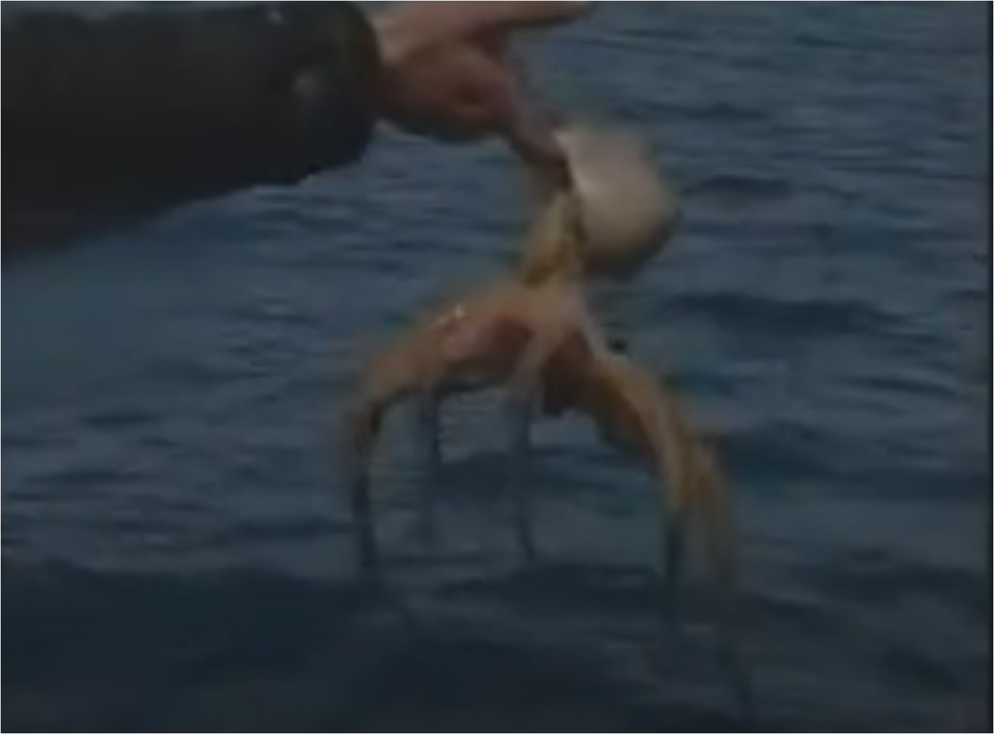 La poulpe