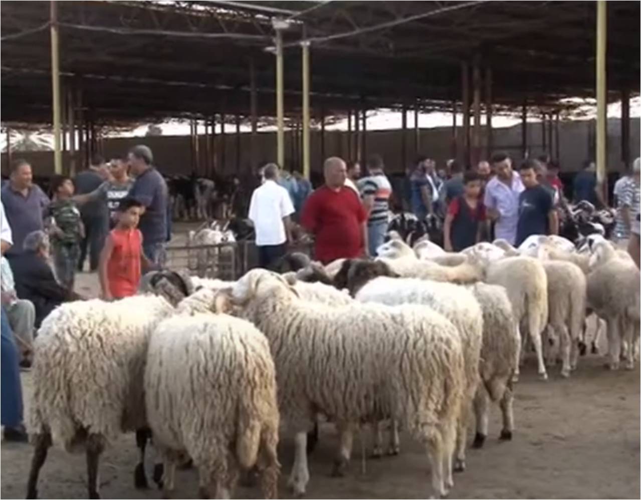 Valorisation des peaux des moutons