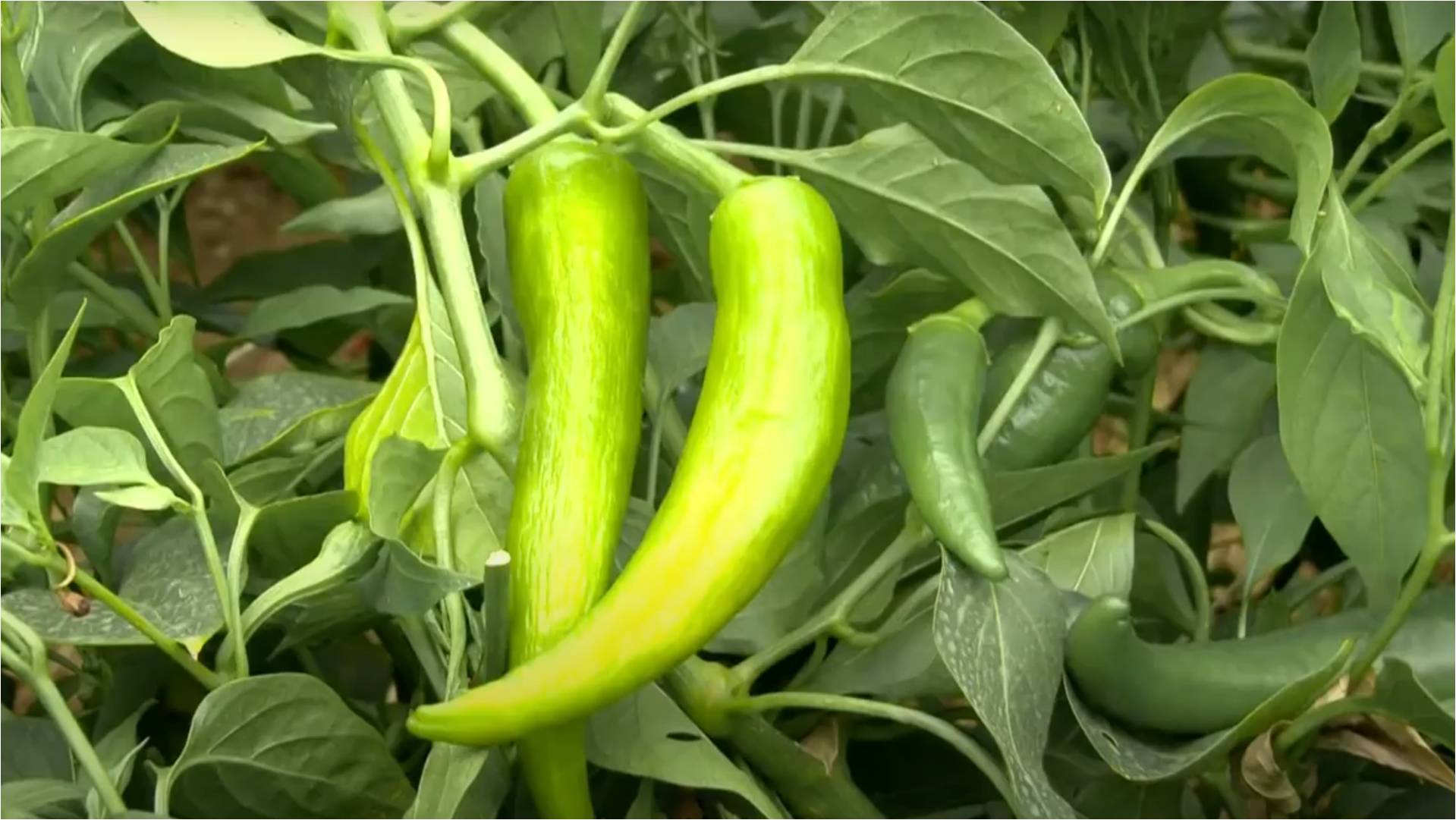Virus des cultures de piment sous serres
